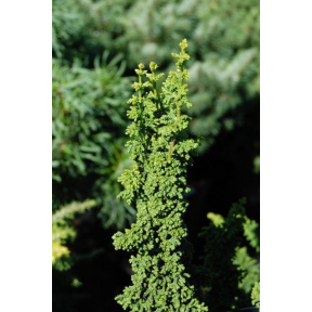 Chamaecyparis obtusa 'Chirimen' ('Habari') -  Chirimen Hinoki Cypress