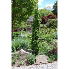 Buxus sempervirens 'Graham Blandy'  - Graham Blandy Boxwood