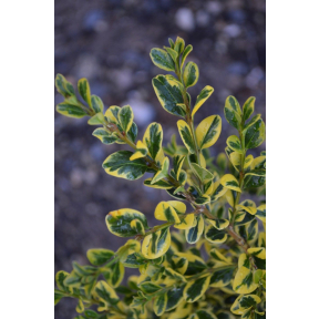 Buxus sinica var. insularis 'Sunburst' - Sunburst Korean Boxwood