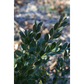 Buxus x 'Green Velvet' - Green Velvet Boxwood