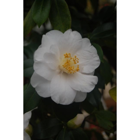 Camellia japonica  - Japanese Camellia