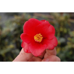 Camellia japonica 'Korean Fire'   - Korean Fire Japanese Camellia