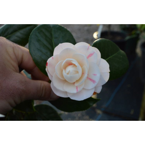 Camellia x 'April Dawn' - April Dawn Hybrid Camellia