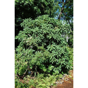 Daphniphyllum macropodum  - Redneck Rhody 