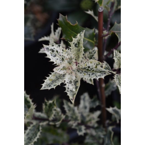 Ilex aquifolium 'Ron's Variegated' - Ron's Variegated English Holly
