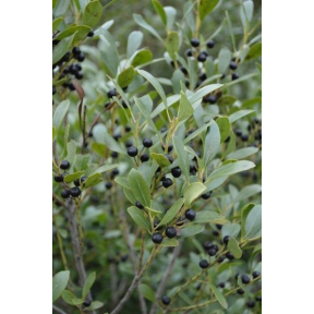 Ilex glabra - Inkberry Holly