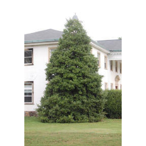 Ilex opaca - American Holly