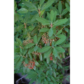 Kalmia angustifolia - Sheep Laurel