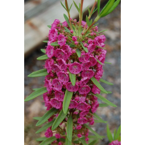 Kalmia angustifolia 'Hammonasset' - Hammonasset Sheep Laurel