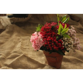 Kalmia latifolia - Mountain Laurel