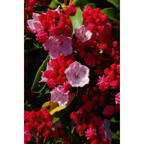 Kalmia latifolia 'Carol' - Carol Mountain Laurel