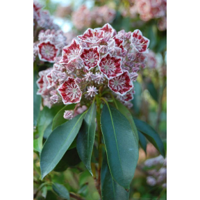 Kalmia latifolia 'Carousel' - Carousel Mountain Laurel
