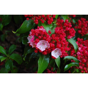 Kalmia latifolia 'Firecracker' - Firecracker Mountain Laurel
