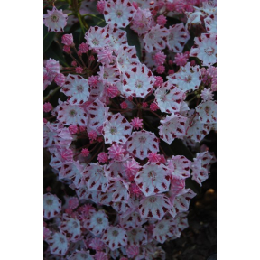 Kalmia latifolia 'Freckles' - Freckles Mountain Laurel