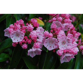 Kalmia latifolia 'Goodshow' - Goodshow Mountain Laurel