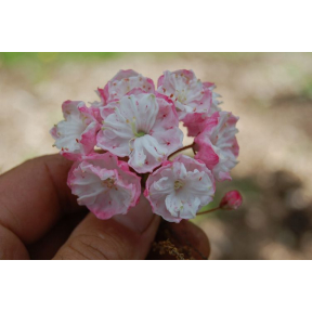 Kalmia latifolia 'Madeline' - Madeline Mountain Laurel