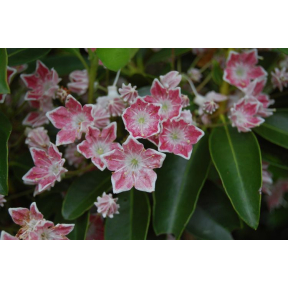Kalmia latifolia 'Meteor' - Meteor Mountain Laurel