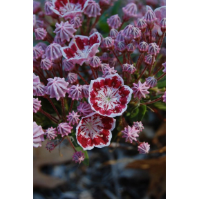 Kalmia latifolia 'Minuet' - Minuet Mountain Laurel