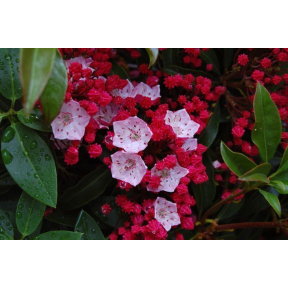 Kalmia latifolia 'Nathan Hale' - Nathan Hale Mountain Laurel
