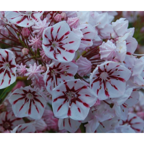 Kalmia latifolia 'Peppermint' - Peppermint Mountain Laurel