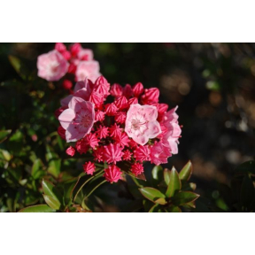 Kalmia latifolia 'Tiddlywinks' - Tiddlywinks Mountain Laurel