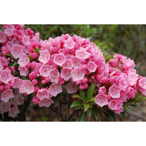 Kalmia latifolia 'Tinkerbell' - Tinkerbell Mountain Laurel