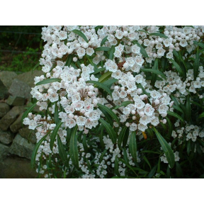 Kalmia latifolia 'Willowcrest' - Willowcrest Mountain Laurel