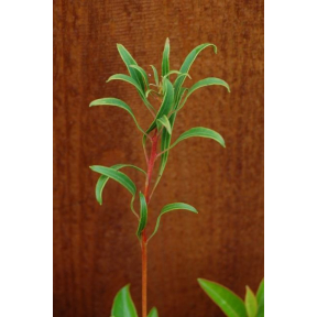 Kalmia latifolia 'Willowood' - Willowood Mountain Laurel
