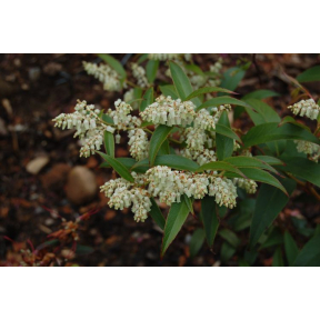 Leucothoe fontanesiana  - Drooping Leucothoe