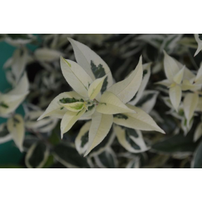 Leucothoe x 'Sparkle' - Sparkle Hybrid Leucothoe