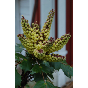 Mahonia bealei  - Leatherleaf Mahonia