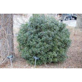 Osmanthus heterophyllus  - Holly Osmanthus