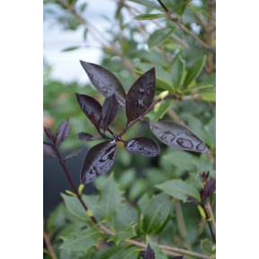Osmanthus heterophyllus 'Purpureus' ('Purpurascens')  - Purple Leaf Holly Osmanthus