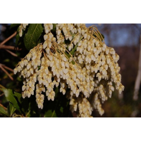 Pieris japonica  - Japanese Pieris