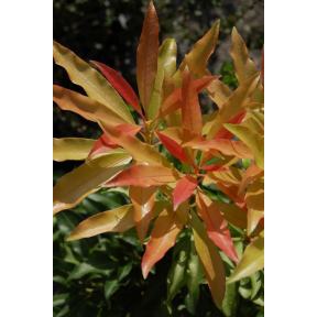 Pieris japonica 'Bert Chandler'  - Bert Chandler Japanese Pieris