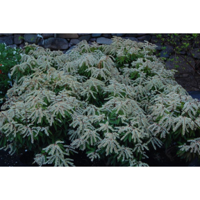 Pieris x 'Brouwer's Beauty'  - Brouwer's Beauty Japanese Pieris