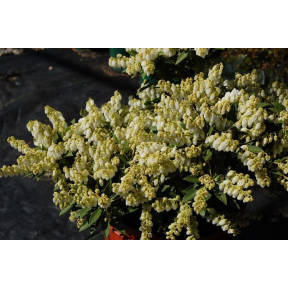 Pieris japonica 'Cavatine' - Cavatine Japanese Pieris