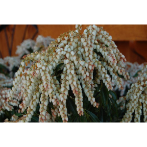 Pieris japonica 'Dorothy Wycoff' - Dorothy Wycoff Japanese Pieris