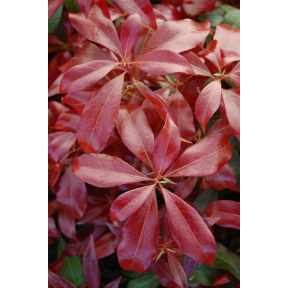 Pieris japonica 'Katsura' PP 15452  - Katsura Japanese Pieris