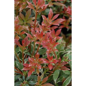 Pieris japonica 'Little Heath'  - Little Heath Japanese Pieris