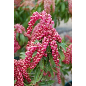 Pieris japonica 'Valley Valentine'  - Valley Valentine Japanese Pieris