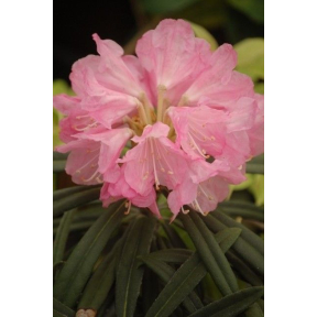 Rhododendron makinoi  - Makinoi Rhododendron 