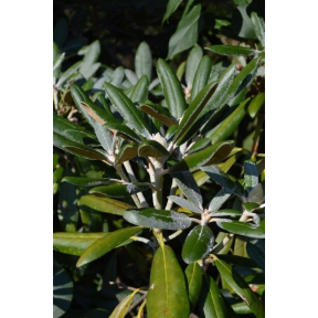 Rhododendron yakushimanum  - Yaku Rhododendron