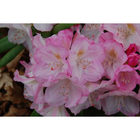 Rhododendron yakushimanum 'Ken Janeck'  - Ken Janeck Yaku Rhododendron