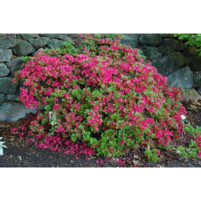 Rhododendron x 'Bixby' - Bixby Rhododendron