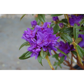 Rhododendron x 'Blue Baron' - Blue Baron Rhododendron