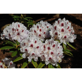 Rhododendron x 'Calsap' - Calsap Rhododendron
