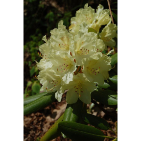 Rhododendron x 'Capistrano' - Capistrano Rhododendron