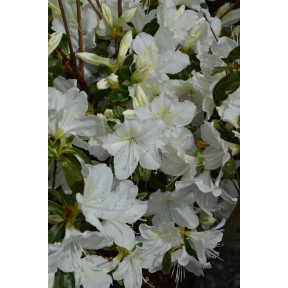Rhododendron x 'Delaware Valley White' - Delaware Valley White Rhododendron