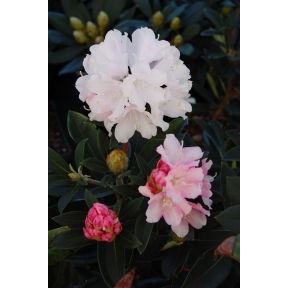 Rhododendron x 'Dreamland' - Dreamland Rhododendron